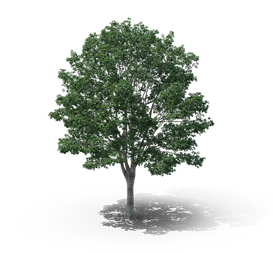 A basswood tree, which is a common high quality choice of wood to use when constructing an infrared sauna