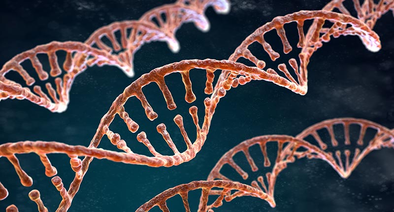 Human DNA strands, possible strengthened from infrared therapy